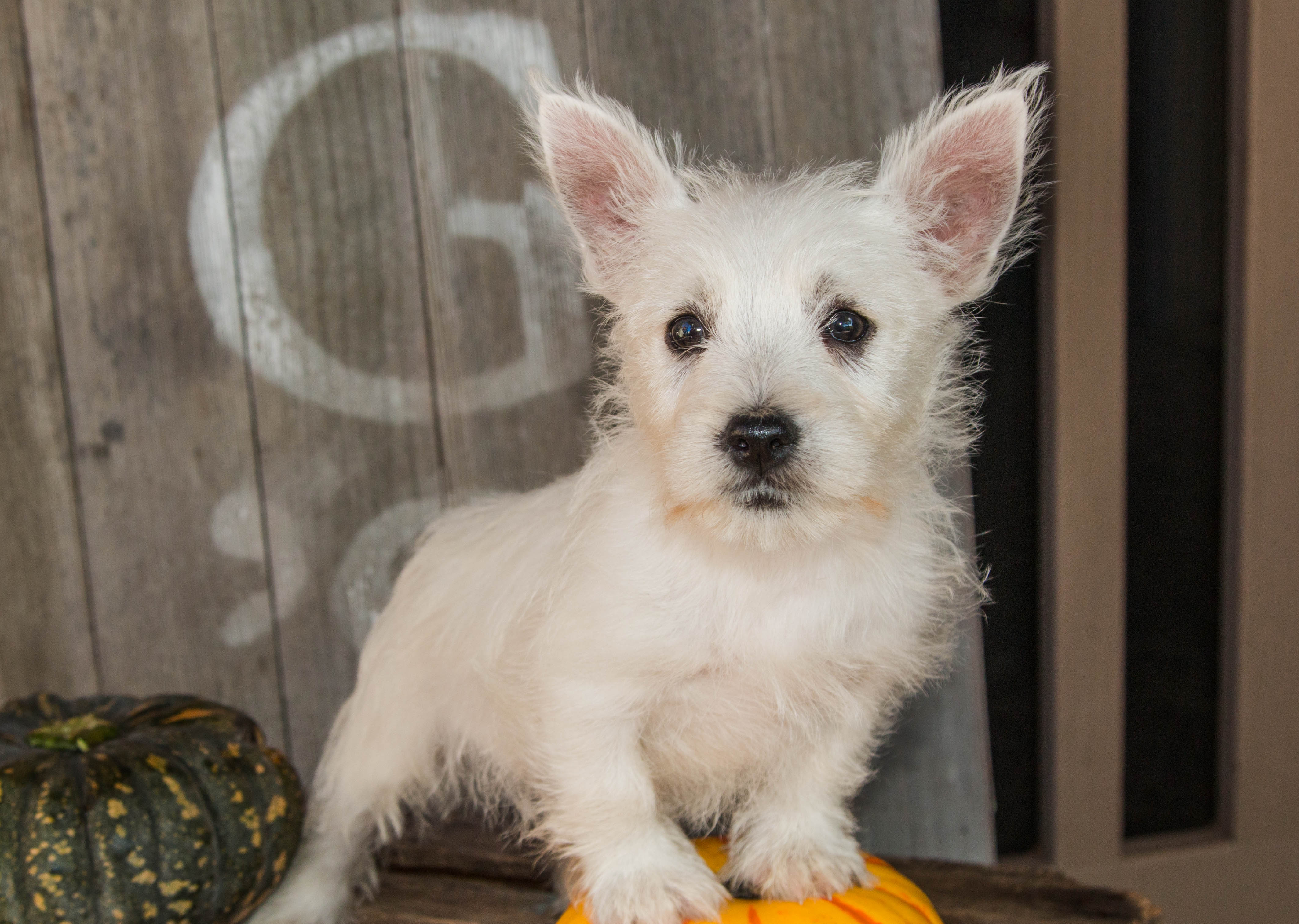 puppy, for, sale, West Highland White Terrier, Amos B. King, dog, breeder, Romney, WV, dog-breeder, puppy-for-sale, forsale, nearby, find, puppyfind, locator, puppylocator, aca